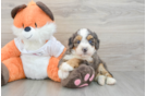 Fluffy Mini Bernedoodle Poodle Mix Pup