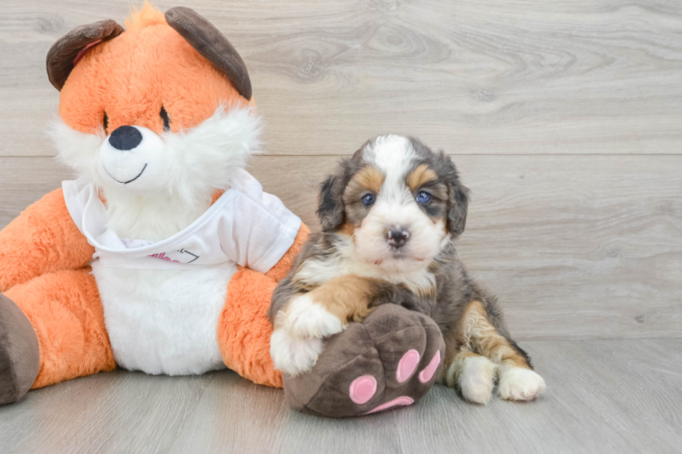 Fluffy Mini Bernedoodle Poodle Mix Pup