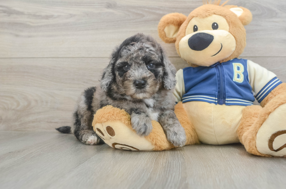 5 week old Mini Bernedoodle Puppy For Sale - Florida Fur Babies