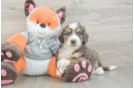 Best Mini Bernedoodle Baby