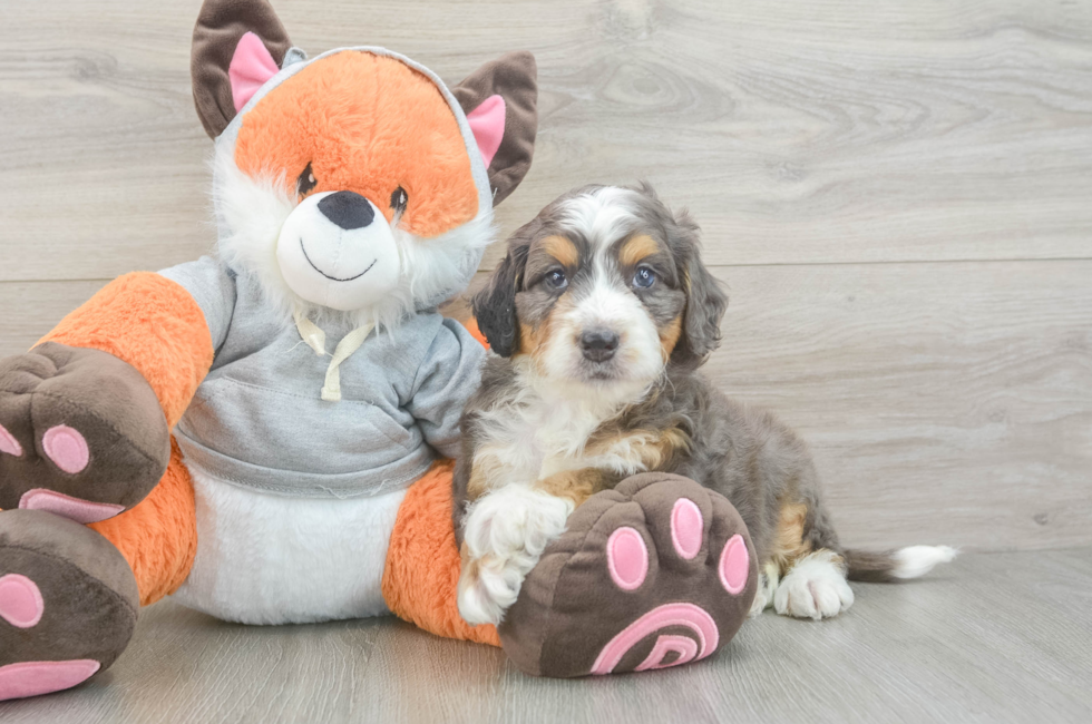 5 week old Mini Bernedoodle Puppy For Sale - Florida Fur Babies