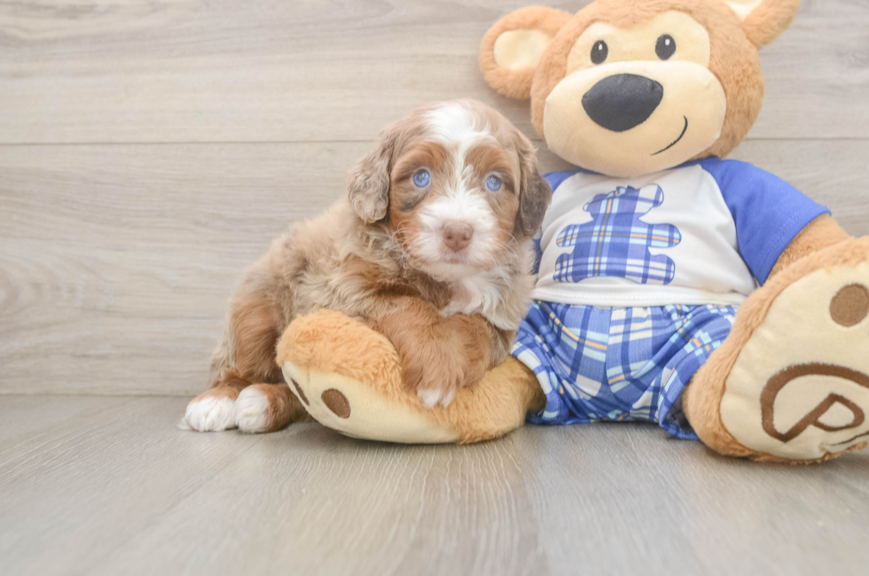 5 week old Mini Bernedoodle Puppy For Sale - Florida Fur Babies