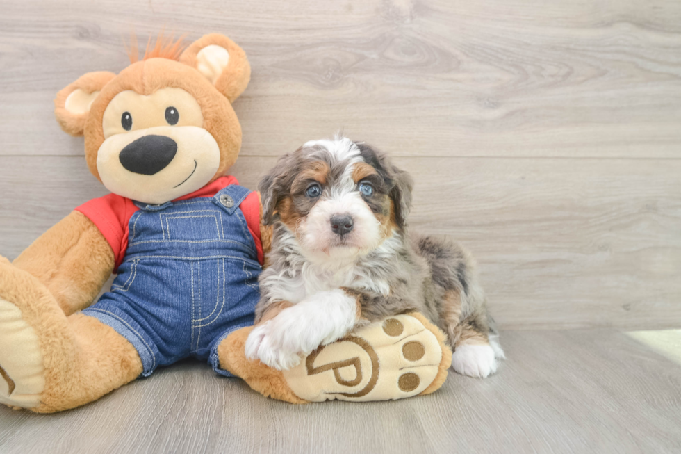 Mini Bernedoodle Puppy for Adoption