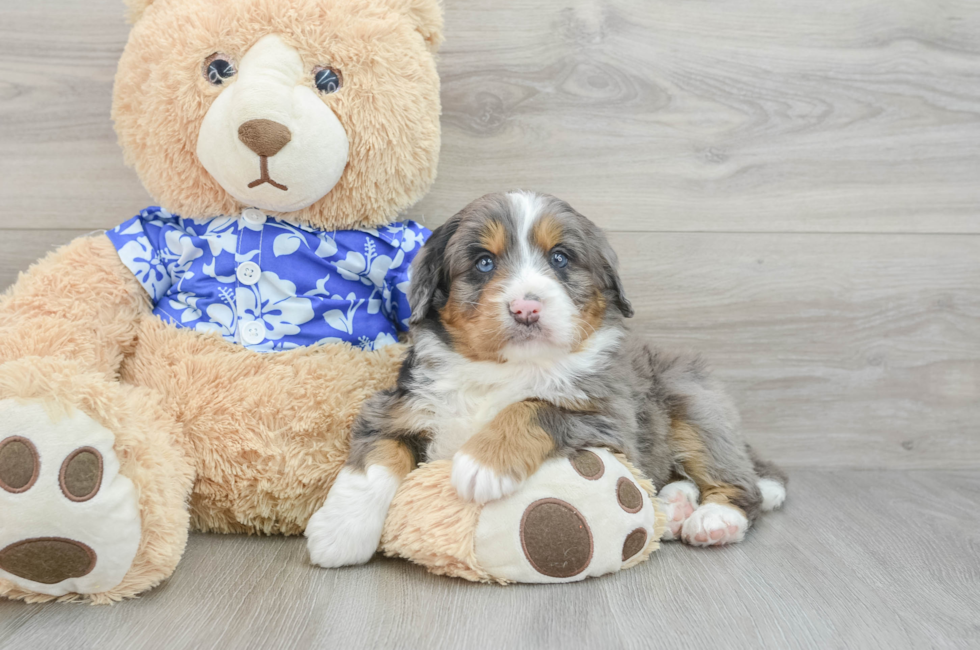 7 week old Mini Bernedoodle Puppy For Sale - Florida Fur Babies