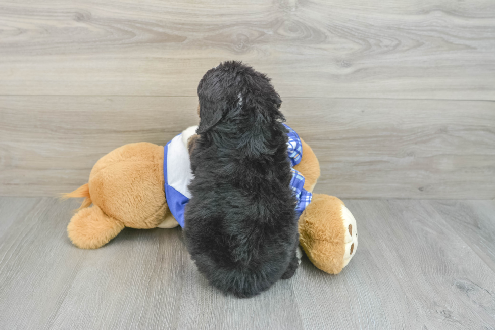 Best Mini Bernedoodle Baby