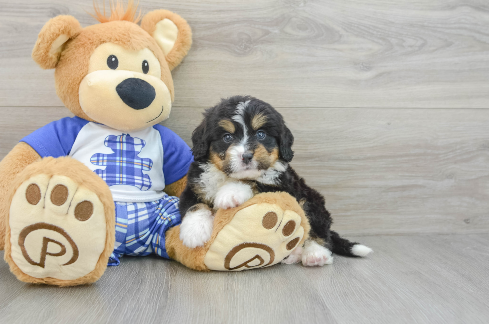 6 week old Mini Bernedoodle Puppy For Sale - Florida Fur Babies