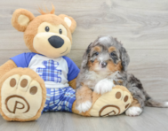 7 week old Mini Bernedoodle Puppy For Sale - Florida Fur Babies
