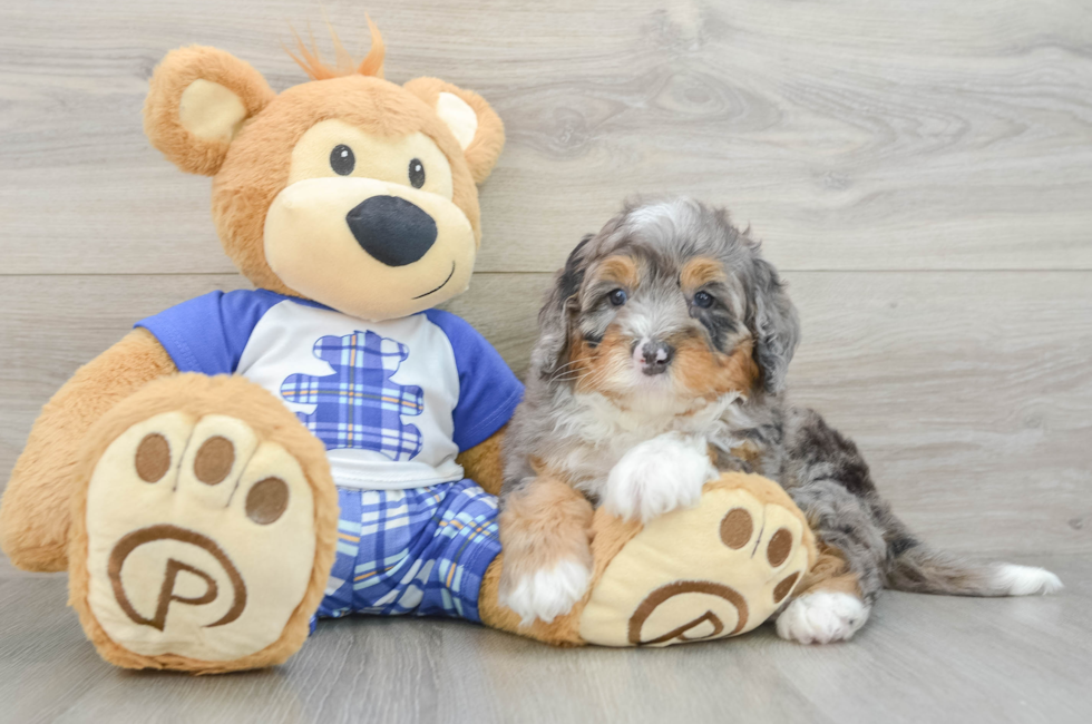 5 week old Mini Bernedoodle Puppy For Sale - Florida Fur Babies