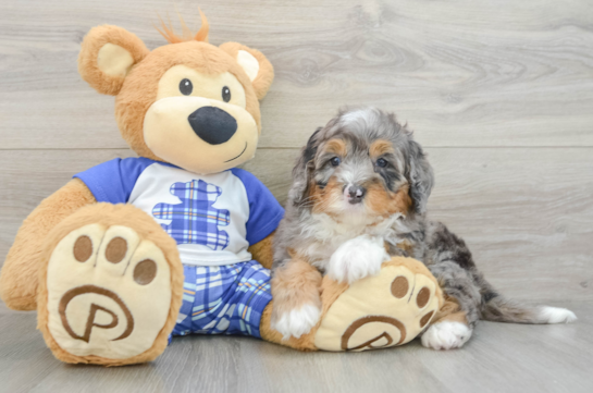 Best Mini Bernedoodle Baby