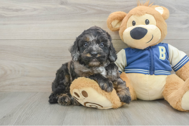 Playful Mini Bernadoodle Poodle Mix Puppy