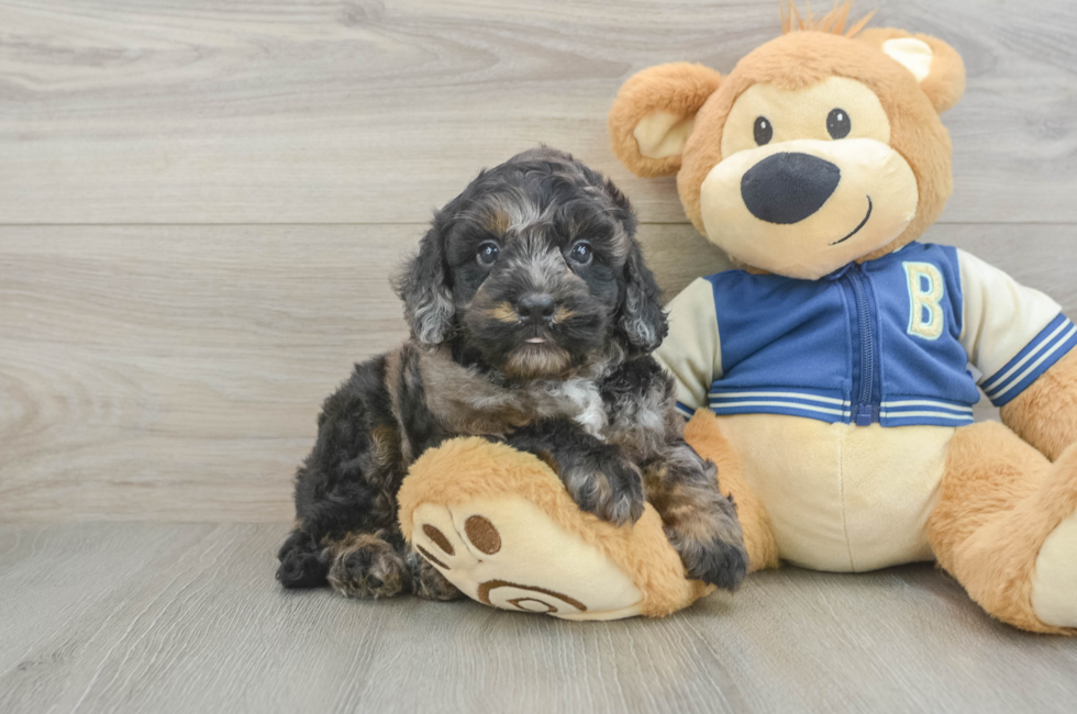 5 week old Mini Bernedoodle Puppy For Sale - Florida Fur Babies
