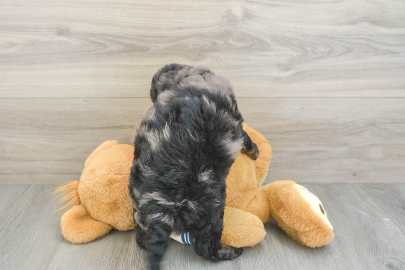 Meet Sorrento - our Mini Bernedoodle Puppy Photo 2/3 - Florida Fur Babies