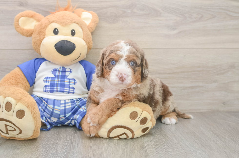 5 week old Mini Bernedoodle Puppy For Sale - Florida Fur Babies