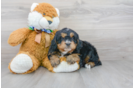 Meet Sorrento - our Mini Bernedoodle Puppy Photo 1/3 - Florida Fur Babies