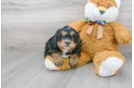 Meet Sorrento - our Mini Bernedoodle Puppy Photo 2/3 - Florida Fur Babies