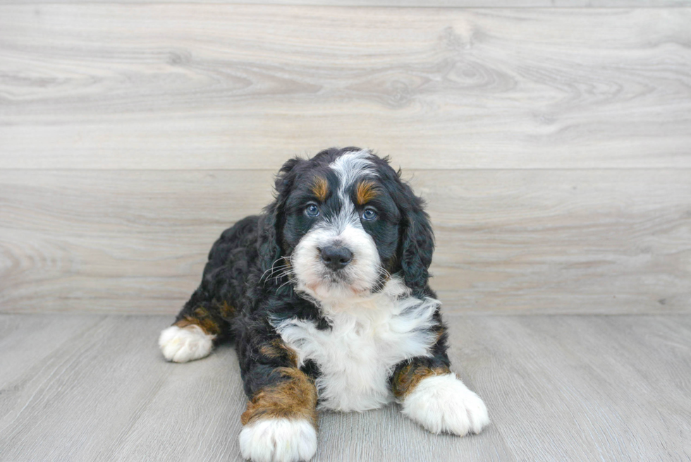 how smart is a bernedoodle