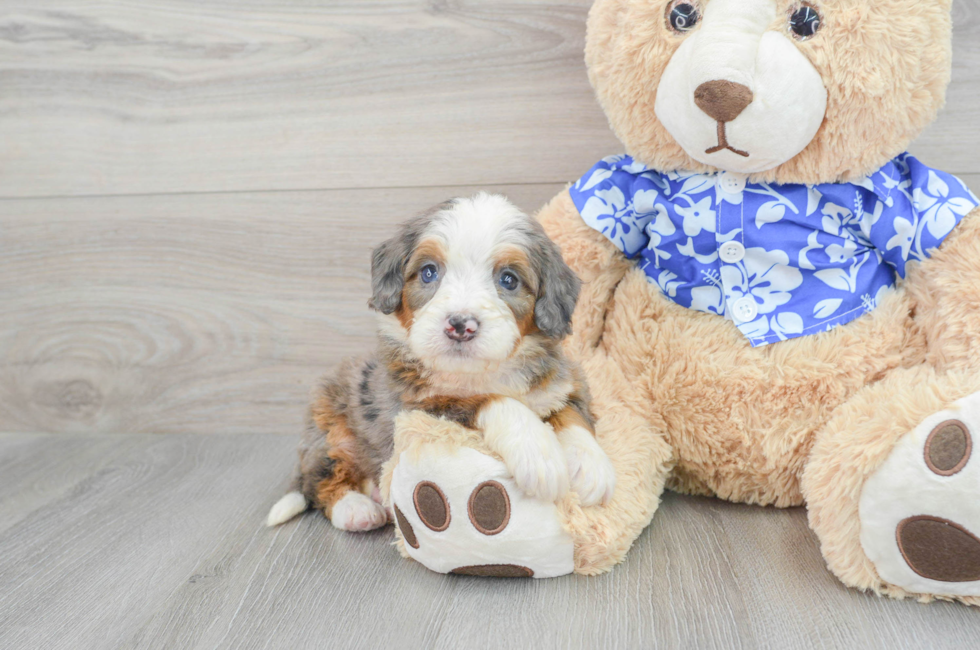 Mini Portidoodle Puppies For Sale - Florida Fur Babies