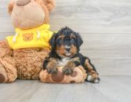 8 week old Mini Bernedoodle Puppy For Sale - Florida Fur Babies