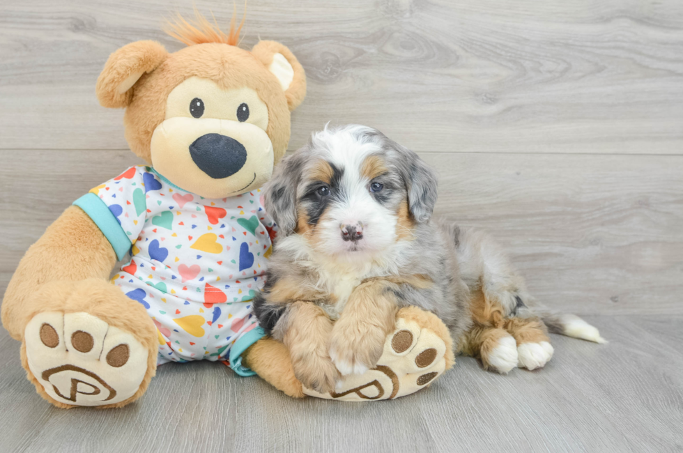 6 week old Mini Bernedoodle Puppy For Sale - Florida Fur Babies