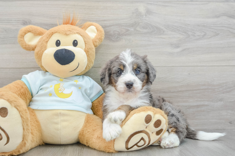 6 week old Mini Bernedoodle Puppy For Sale - Florida Fur Babies