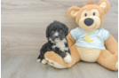Best Mini Bernedoodle Baby