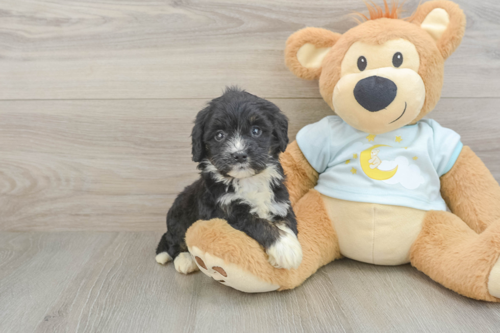 Best Mini Bernedoodle Baby