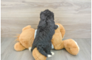 Playful Bernadoodle Poodle Mix Puppy