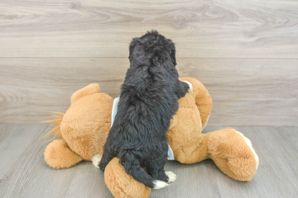 Playful Bernadoodle Poodle Mix Puppy
