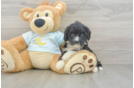 Adorable Mini Bernadoodle Poodle Mix Puppy