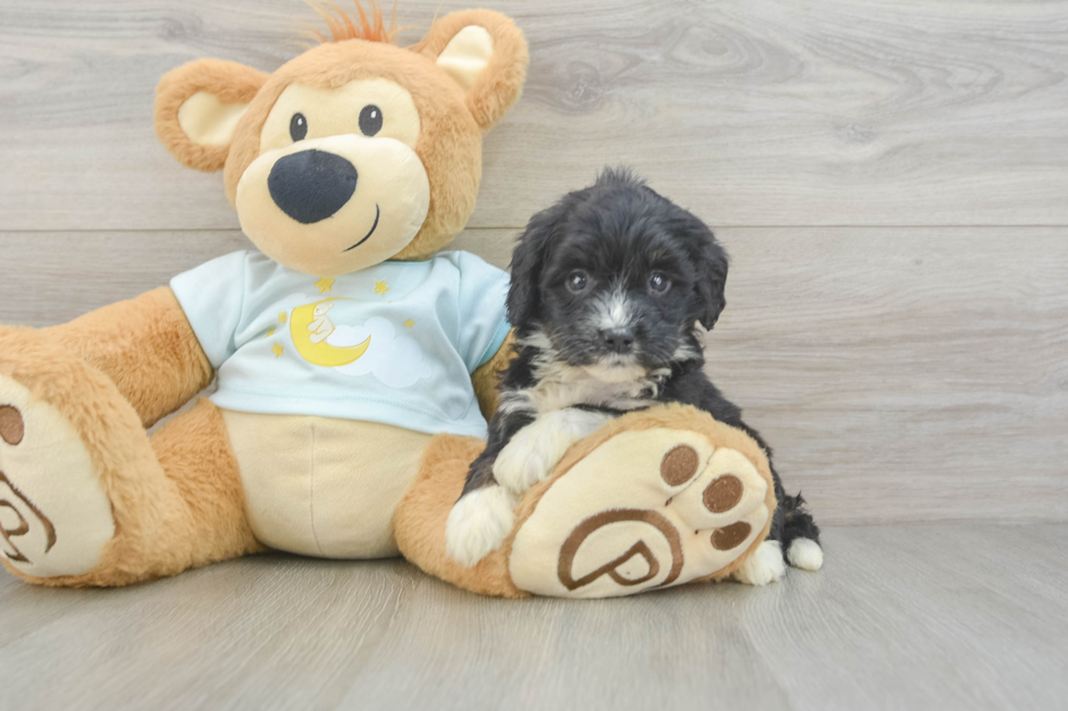 Adorable Mini Bernadoodle Poodle Mix Puppy