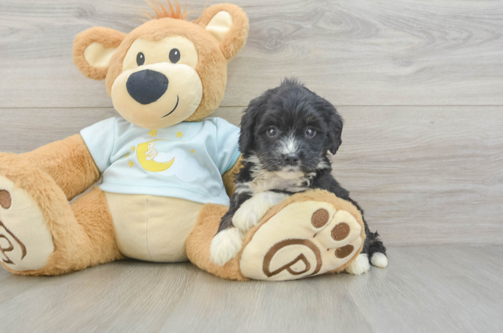 5 week old Mini Bernedoodle Puppy For Sale - Florida Fur Babies