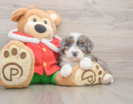 7 week old Mini Bernedoodle Puppy For Sale - Florida Fur Babies