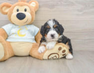 5 week old Mini Bernedoodle Puppy For Sale - Florida Fur Babies