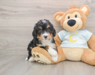 6 week old Mini Bernedoodle Puppy For Sale - Florida Fur Babies