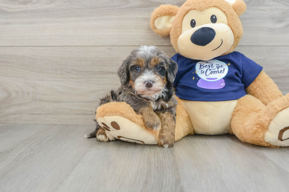 8 week old Mini Bernedoodle Puppy For Sale - Florida Fur Babies