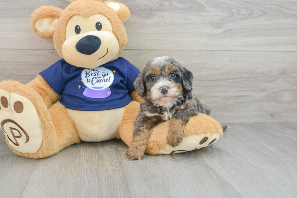 Mini Bernedoodle Pup Being Cute