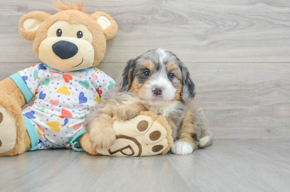 6 week old Mini Bernedoodle Puppy For Sale - Florida Fur Babies