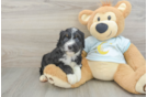 Best Mini Bernedoodle Baby
