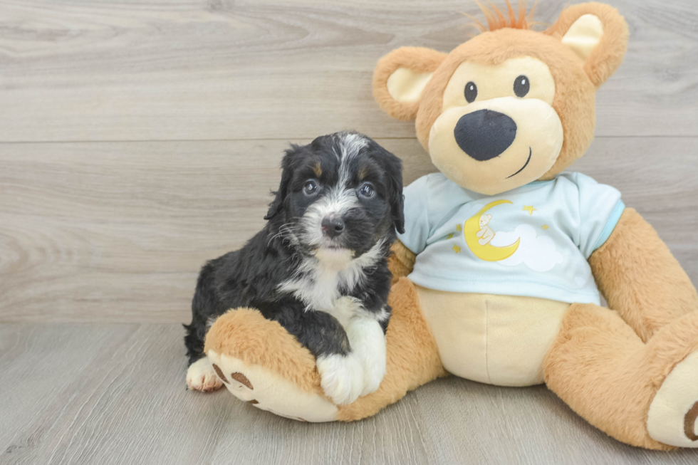 Best Mini Bernedoodle Baby