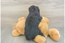 Cute Mini Bernedoodle Baby