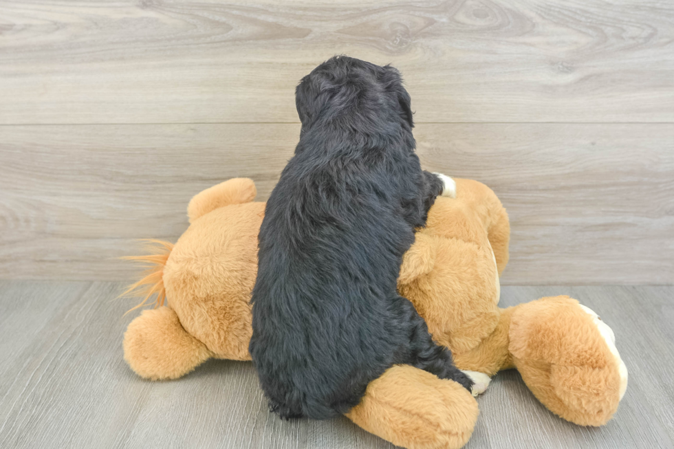 Cute Mini Bernedoodle Baby