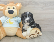 7 week old Mini Bernedoodle Puppy For Sale - Florida Fur Babies