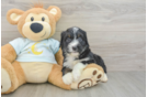 Energetic Mini Bernesepoo Poodle Mix Puppy