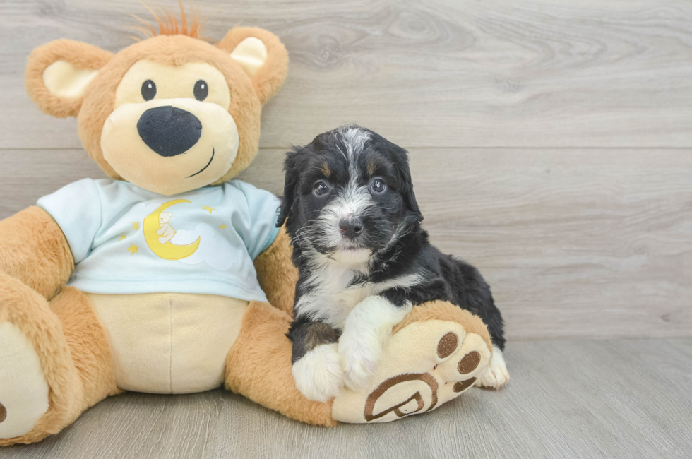 5 week old Mini Bernedoodle Puppy For Sale - Florida Fur Babies