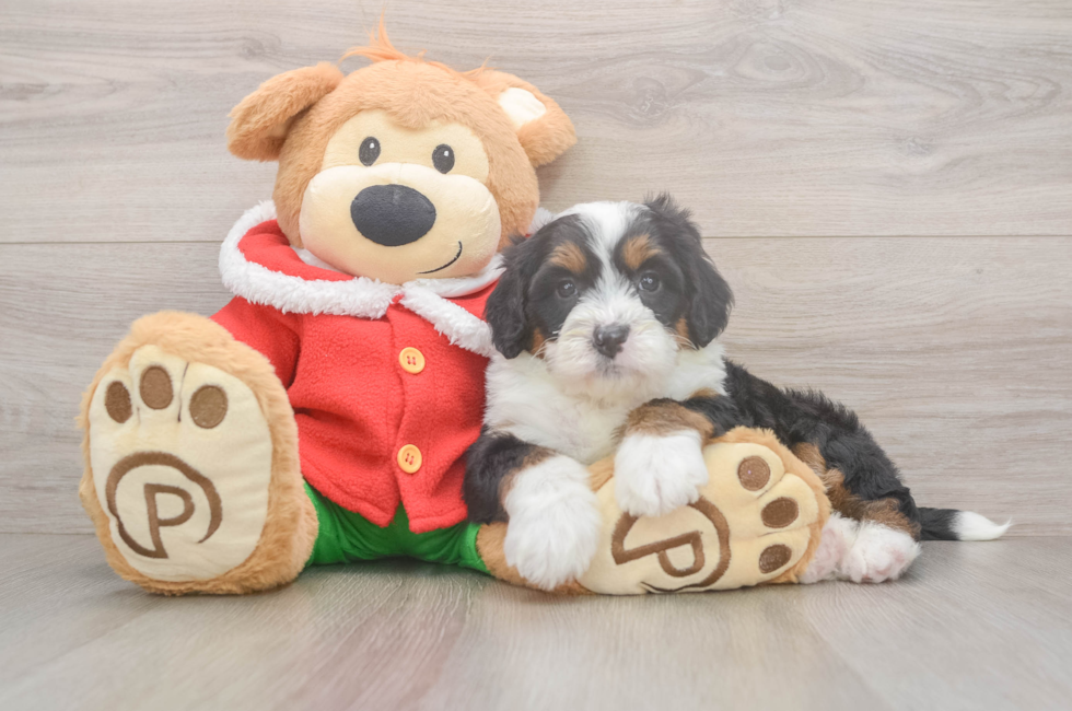 6 week old Mini Bernedoodle Puppy For Sale - Florida Fur Babies