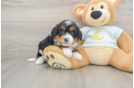 Adorable Mini Bernadoodle Poodle Mix Puppy