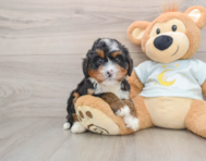 6 week old Mini Bernedoodle Puppy For Sale - Florida Fur Babies