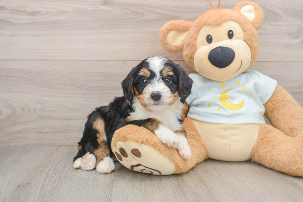 Petite Mini Bernedoodle Poodle Mix Pup
