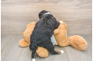 Mini Bernedoodle Pup Being Cute