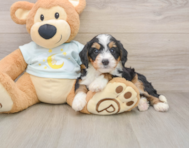 7 week old Mini Bernedoodle Puppy For Sale - Florida Fur Babies